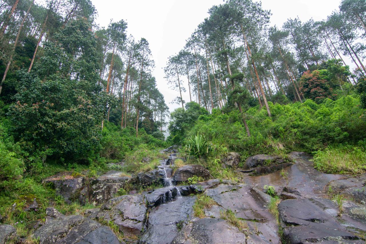 Telomoyo Nature Park: Surga Tersembunyi di Lereng Gunung